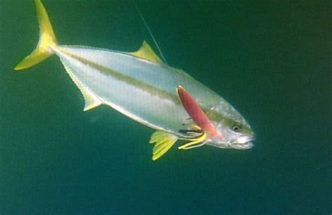 Yellowtail Fishing - Hooked On Africa Fishing Charters ...