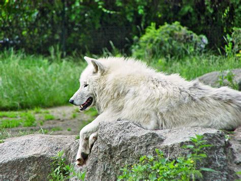 White Arctic Wolf Very Nice Arctic Wolf Originally From C Flickr