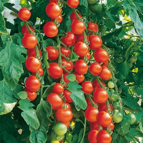 Buy Tomato Seeds Gardeners Delight Indeterminate Organic