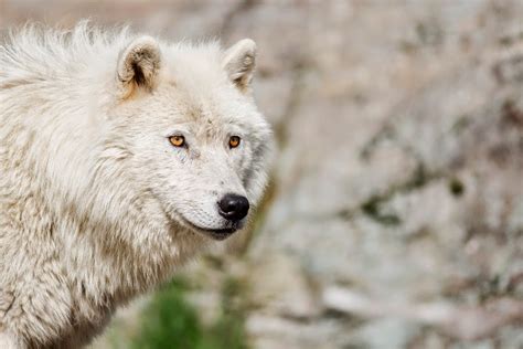 White Wolf 15 Photos Of The Most Amazing Animal In Alaska Arctic