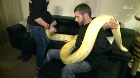 Grüne und gelbe schlange illustration, schlange python piedmont reptil rettung, schlange. Familie Gómez: Mit 5-Meter-Python im Wohnzimmer - YouTube