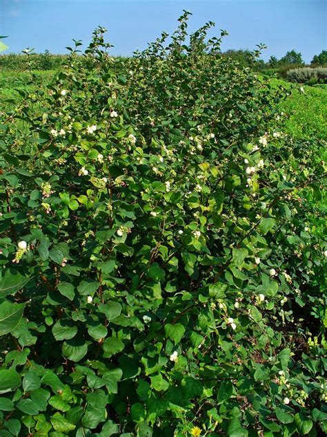 White Snowberry