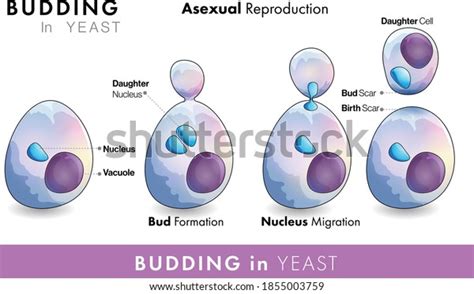 Budding Yeast Vector Illustration Asexual Reproduction Stock Vector