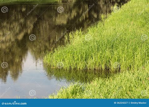 Grass On The Marshy Banks Stock Image Image Of Tranquil 36224227