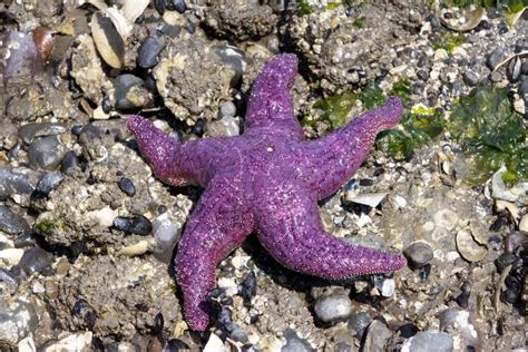 Purple Sea Star Pisaster Ochraceus Sea Creatures Sea Star Marine Life