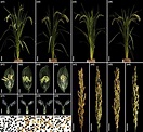 OsGCD1 is essential for rice fertility and required for embryo dorsal ...