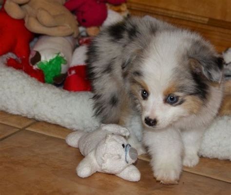 Teacup Australian Shepard Puppyi Had No Idea That There Was A Teacup
