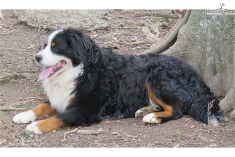 Pups come with food and pu. Great Bernese 1: Bernese Mountain Dog puppy for sale near ...