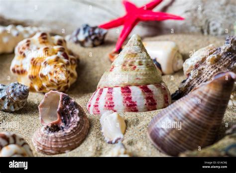 Seashells On The Beach Stock Photo Alamy