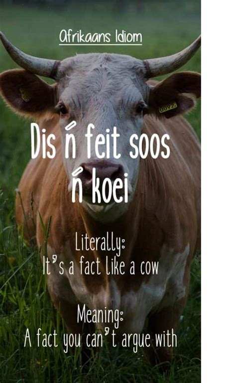 25 Best Afrikaans Idioms And Proverbs Ever With Images