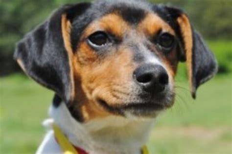 Rat Terrier Beagle Mixes Raggle Origin Needs And Issues