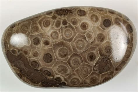 395 Polished Petoskey Stone Fossil Coral Michigan 204795 For