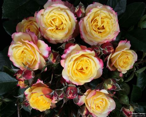 Buy Tropical Clementine Miniature Rose Agel Rosen