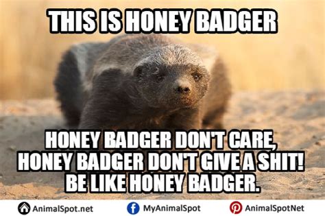 What Does Honey Badger Mean Memes By