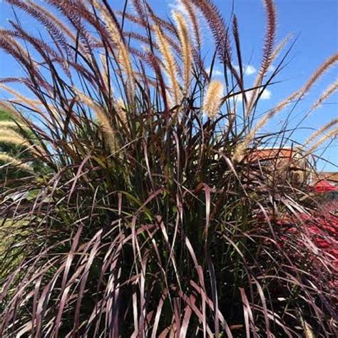 Rubrum Purple Fountain Grass 25 Gallon Ornamental Perennial Full