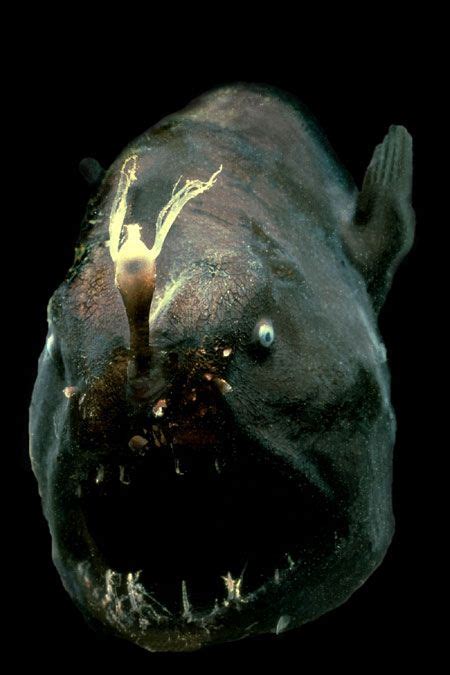 Secret Lives Of Deep Sea Beasts Revealed Live Science