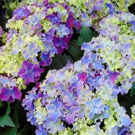 Maybe you would like to learn more about one of these? Hydrangea macrophylla Curly Sparkle Blue - Hortensia à ...