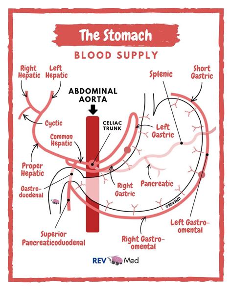 Stomach Anatomy Gastric Arterial Blood Supply Stomach Grepmed