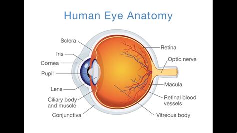 Anatomy Of Eyeball Introduction Youtube