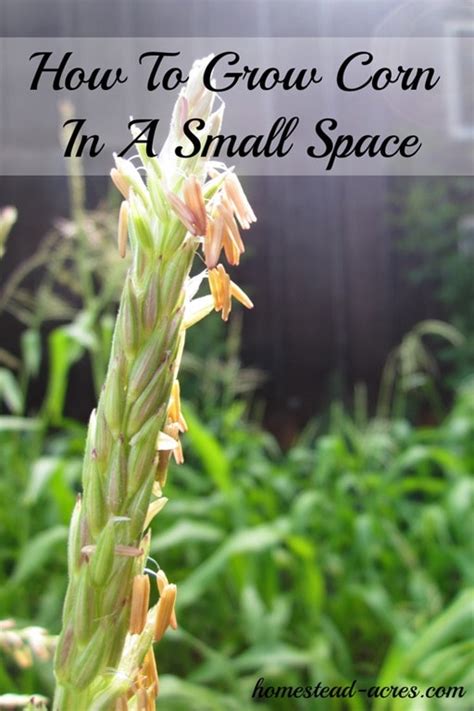Check spelling or type a new query. How To Grow Corn In A Square Foot Garden - Homestead Acres