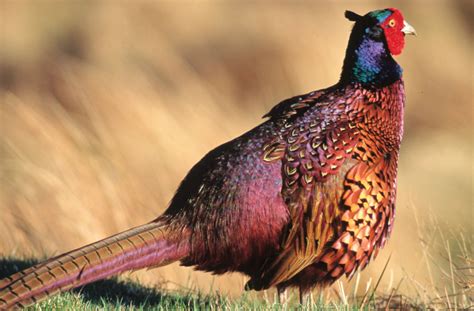 Common Pheasant Beauty Of Bird
