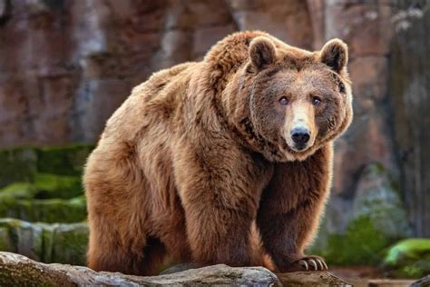 4 Fakta Menarik Beruang Coklat Himalaya Bisa Hibernasi Sampai 8 Bulan