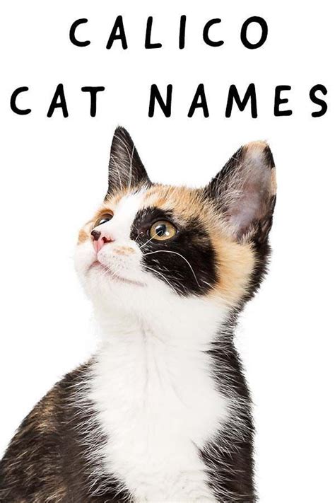 Calico Cat Breed Name Marnie Pipkin