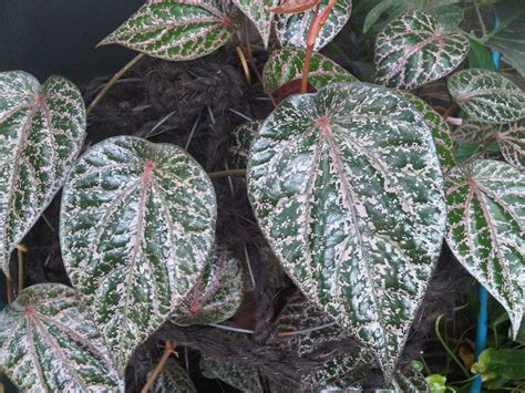 Daun sirih merah adalah tanaman yang sudah dipercaya akan khasiatnya, daun ini kaya akan kandungan flavonoid dan alkaloid yang baik tinjauan medis : Piper Crocatum - Daun Sirih Merah