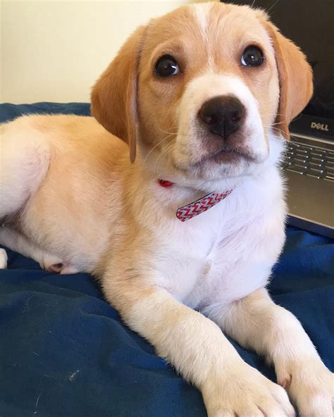 Beagle And Labrador Mix Named Nalabell Hybrid Dogs Labrador Mix Labrador
