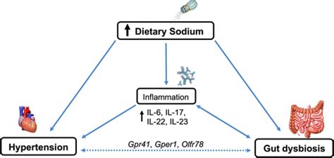 Sodium Hypertension And The Gut Does The Gut Microbiota Go Salty
