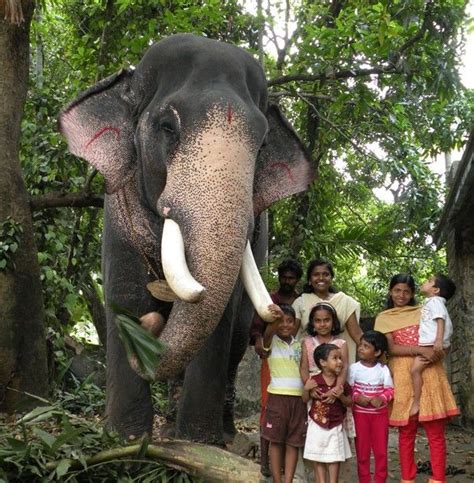 Elephants And Kerala Culture Kerala Travel Tourist Places Elephant