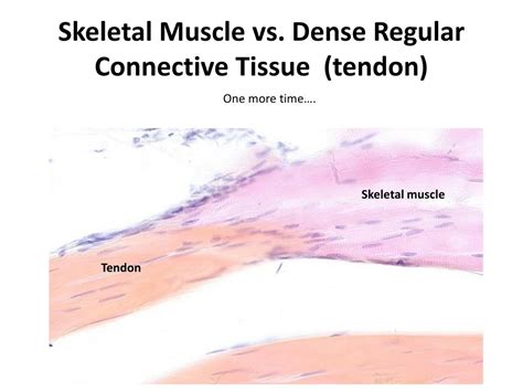 Ppt Skeletal Muscle Vs Dense Regular Connective Tissue Tendon