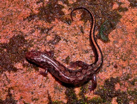 Carolina Mountain Dusky Salamander Life List Blog Posts