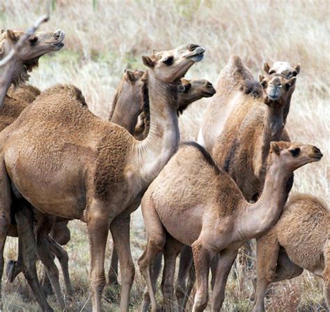 Until now, camels have been a problem in australia. Feral camel - NT.GOV.AU