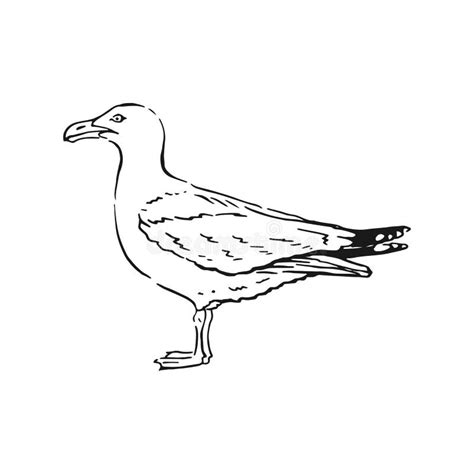 Sketch Of Flying Seagulls Hand Drawn Illustration Converted To Vector
