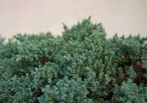 Junipers can live a very long time. The Dwarf Japanese Garden Juniper (Juniperus Procumbens ...