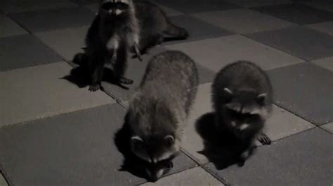 A cat trill means hello. Baby Raccoons Sounds - Close Up View - YouTube