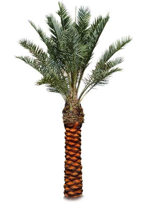 Quality Phonenix Dactylifera Medjool Palm Trees At Low Price West