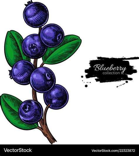 Blueberry Drawing Isolated Berry Branch O Vector Image