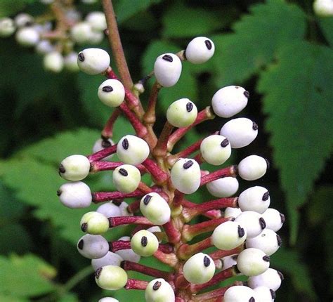 Plants That Look Like Eyes