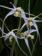 Dendrobium phalangium | Hortus Botanicus Leiden, Netherlands