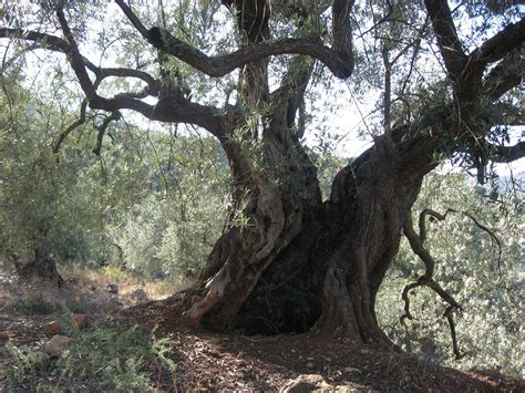 Free Ancient Olive Trees 3 Stock Photo