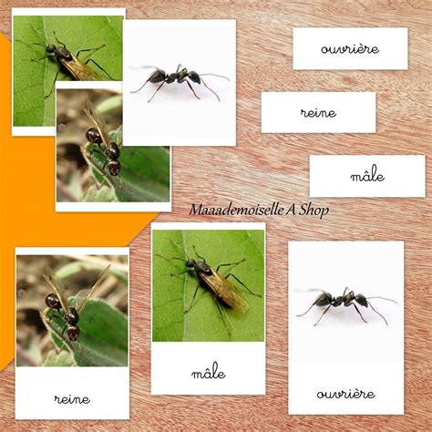 Cartes de nomenclature – Cycle de vie de la fourmi (7 cartes + pochette