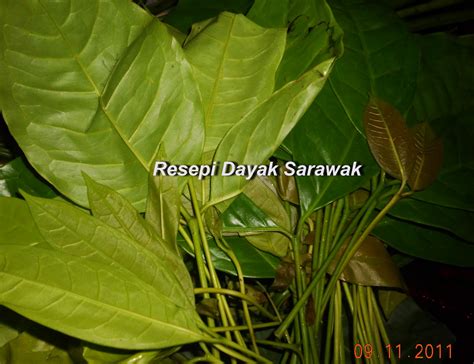 Main meanings of sup in english. Resepi Sarawak: RESEPI SUP DAUN SABUNG DENGAN SALAI IKAN