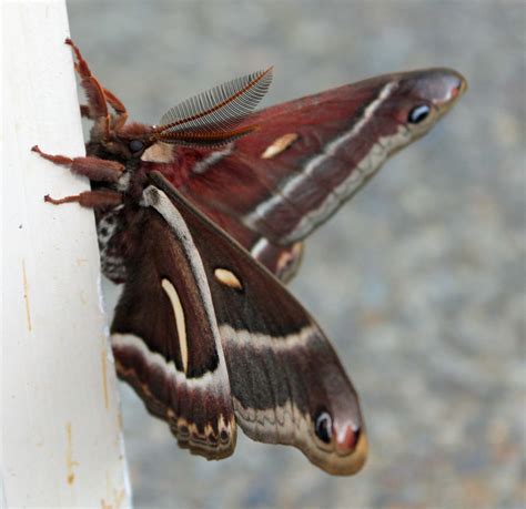 Moth Mystery Northwest Wildlife Online