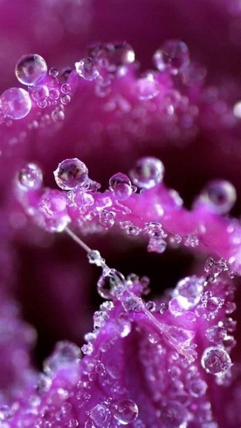 Pure Dew Purple Flower Petal Macro Iphone Wallpapers Free Download