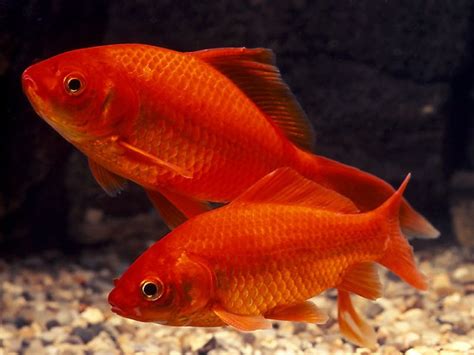 Common Goldfish Care And Species Profile Fishkeeping World