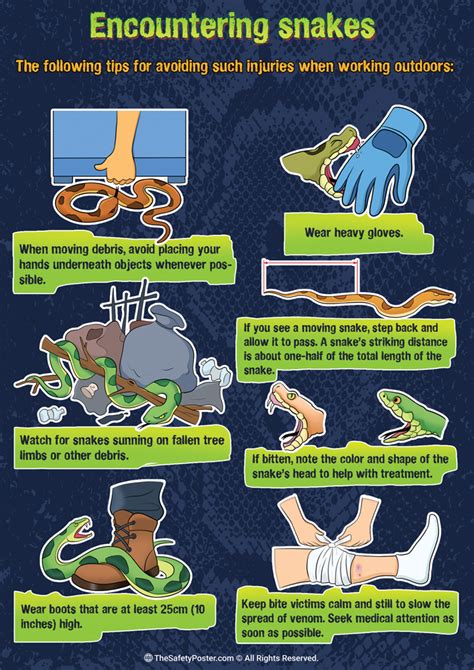 Encountering Snakes Snake Safety Venomous Snake Snake Safety Tips