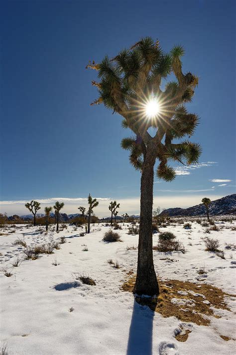 Joshua Tree Snow Day 03 Photograph By Ted Distel Fine Art America