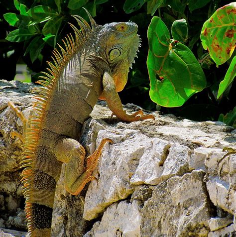 Dragon Lizard Photograph By Debra Haworth